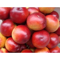 陜西油桃，沙紅桃鮮桃系列面向全國隆重招商